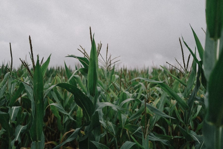 Green corn standing tall under a flat grey summer sky