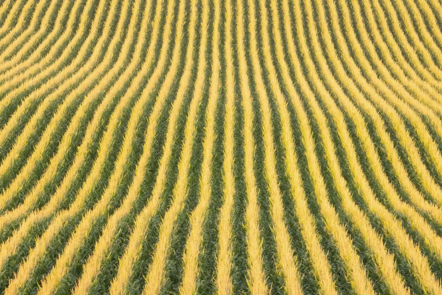 Curving rows of corn seen from above, green stalks and yellow tassels
